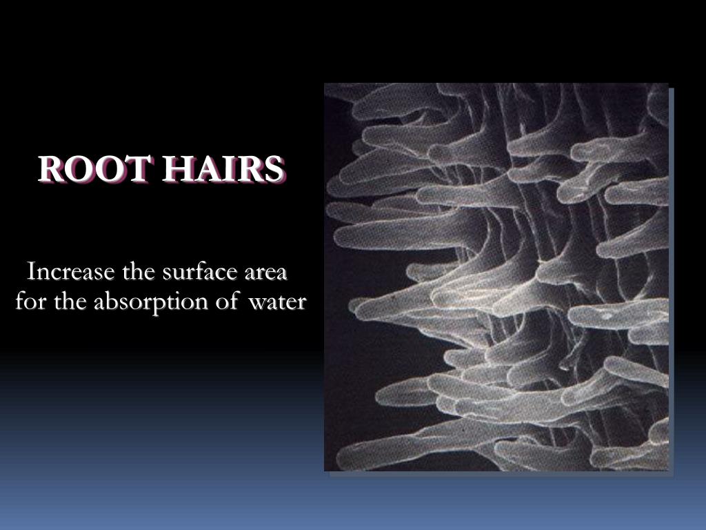 PPT EXTERNAL STRUCTURE OF ROOTS PowerPoint Presentation, free