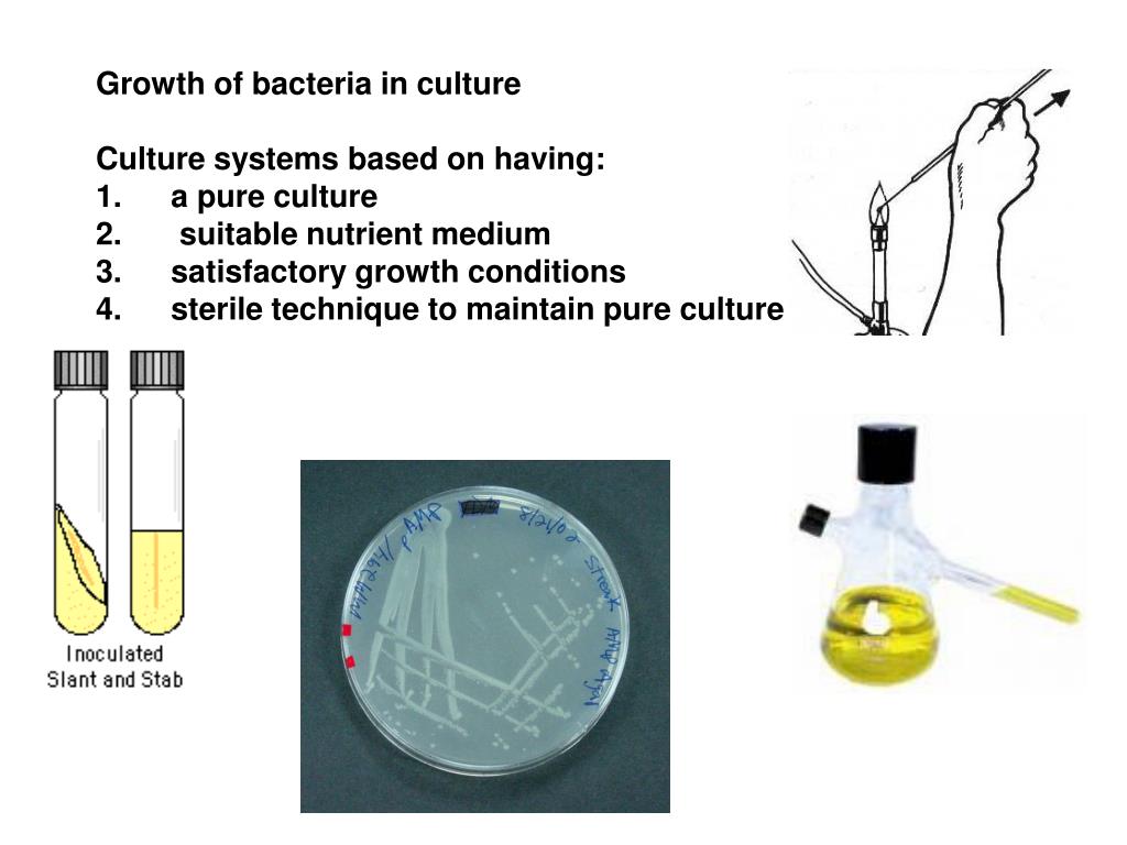 PPT Growth of bacteria in culture Culture systems based on having a