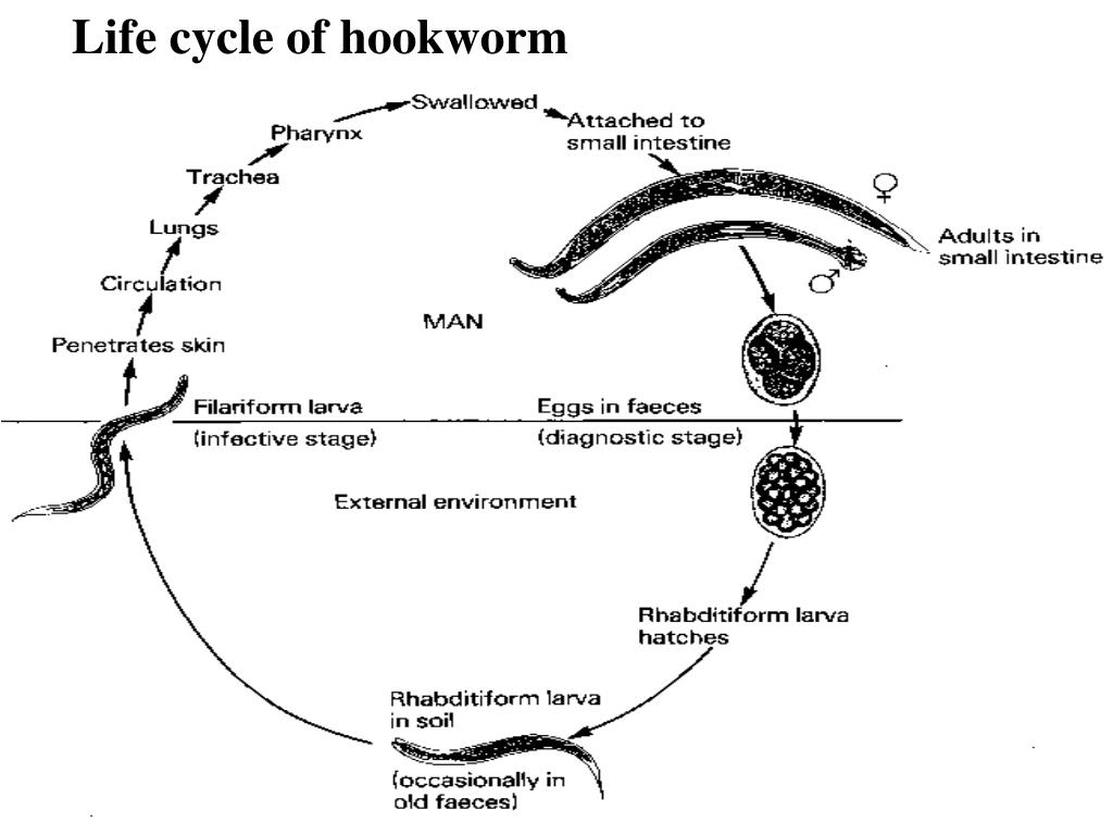 PPT Hookworms PowerPoint Presentation, free download ID1374835