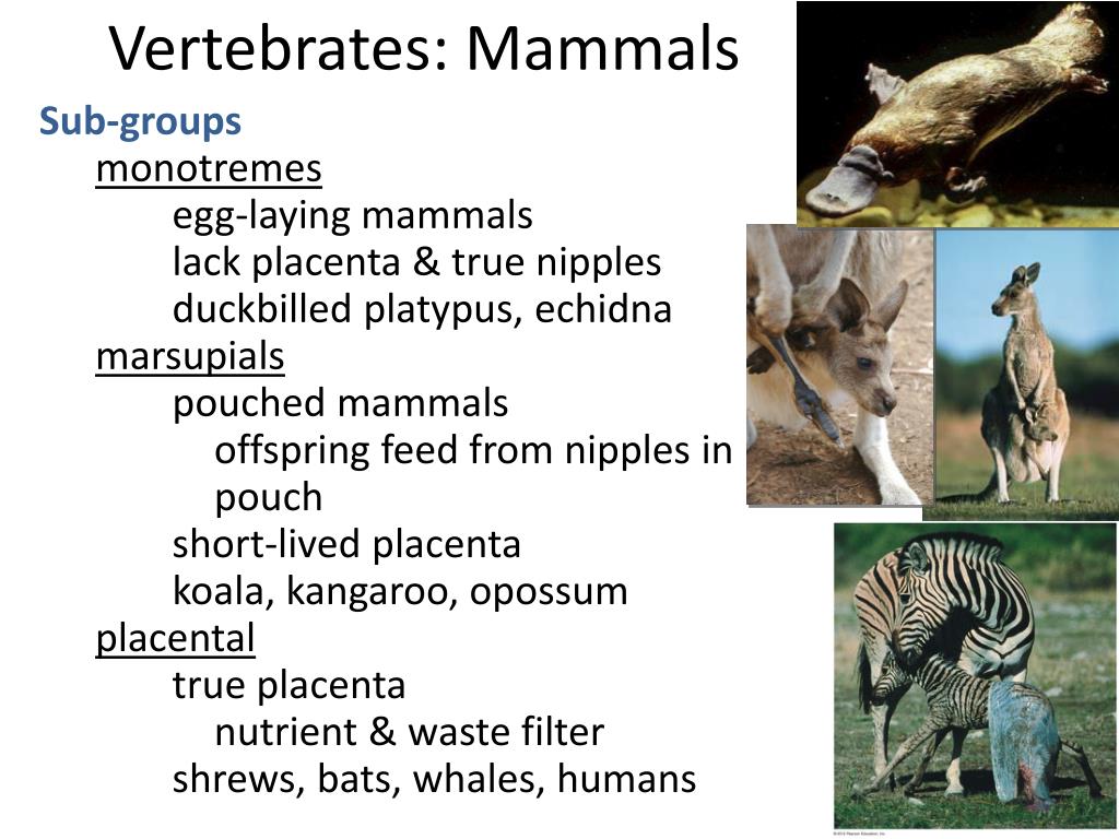 PPT Animal Evolution PowerPoint Presentation, free download ID1377757