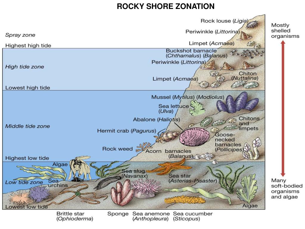 PPT Benthic Environment PowerPoint Presentation, free download ID