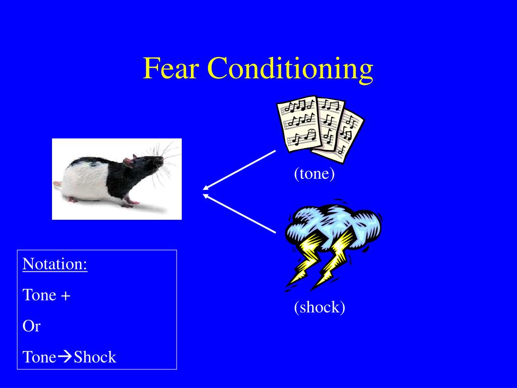 PPT Classical Conditioning I PowerPoint Presentation, free download