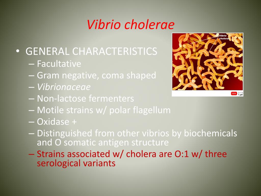 PPT Microbial Diseases of the Respiratory System PowerPoint