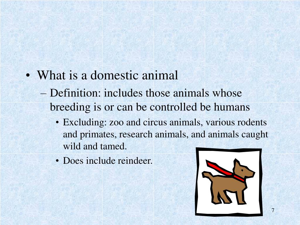 PPT DOMESTIC ANIMALS AND PRODUCTION PowerPoint Presentation, free