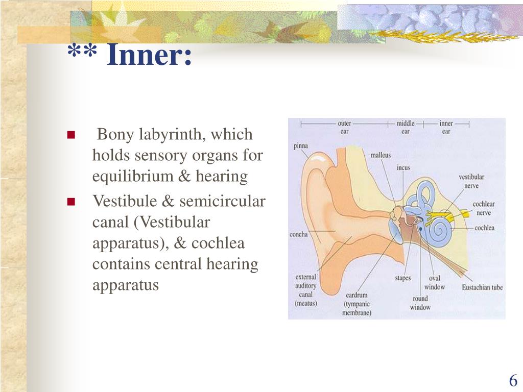 PPT EAR PowerPoint Presentation, free download ID1384616