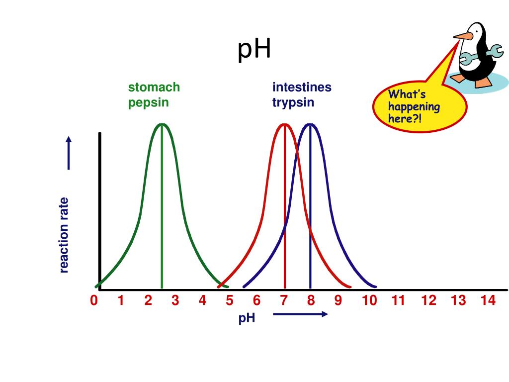 PPT Enzymes “Helper” Protein molecules PowerPoint Presentation, free