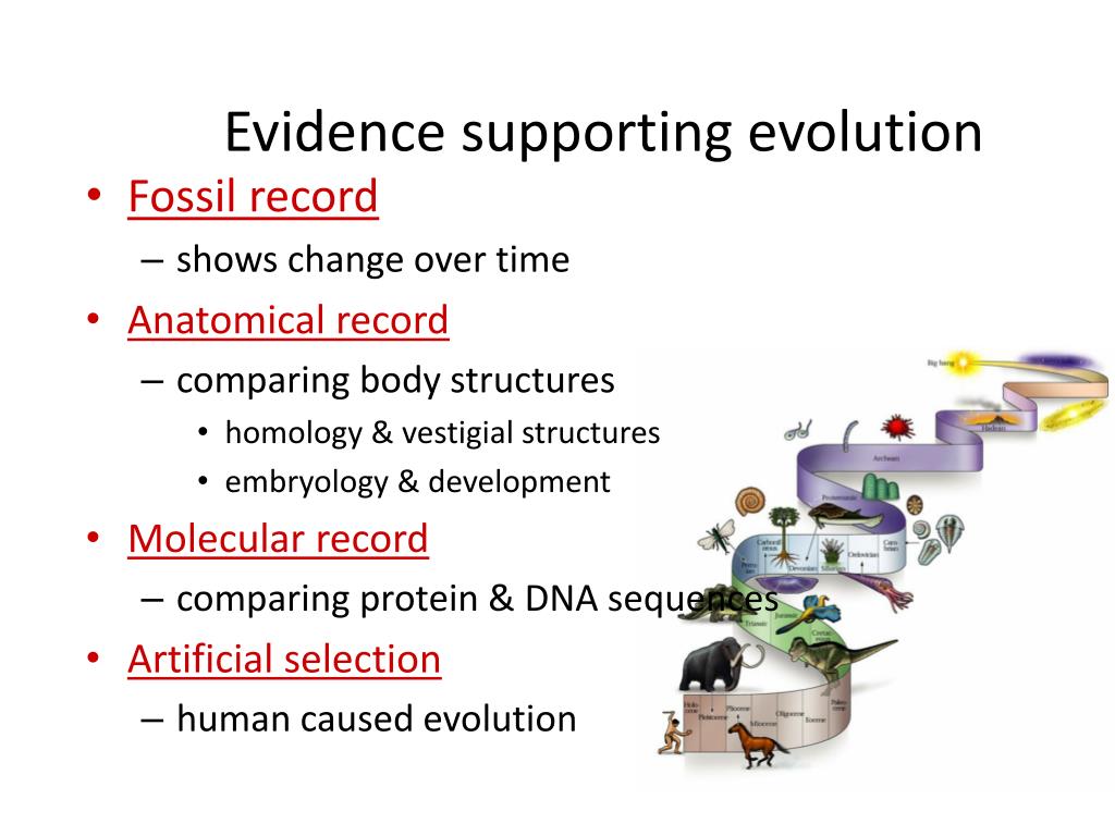PPT Ch. 15.2 Evidence of Evolution Ch. 15.3 PowerPoint Presentation