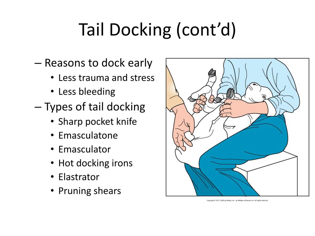 PPT Ovine and Caprine Surgery PowerPoint Presentation, free download ID1385296