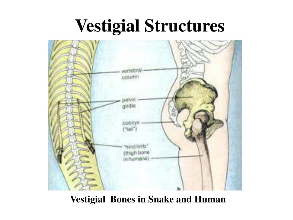PPT The Evidence For Evolution PowerPoint Presentation, free download