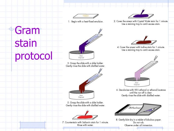 PPT Staining Differential Stains PowerPoint Presentation ID1390862