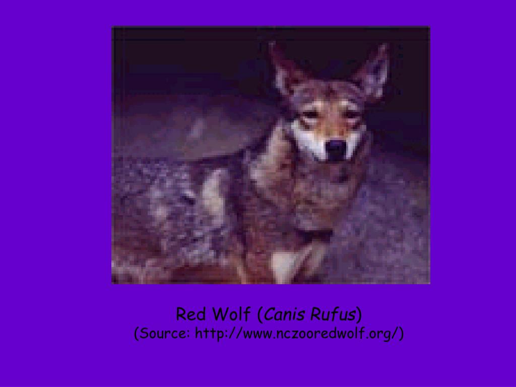 PPT Factors that May Make Species More or Less Prone to Extinction