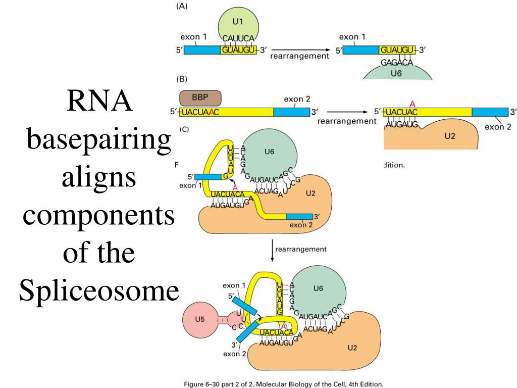PPT CHAPTER 6 HOW CELLS READ THE GENOME FROM DNA TO PROTEIN