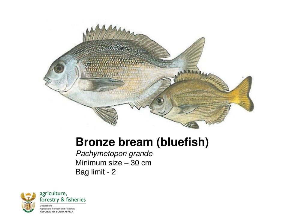 PPT Recreational Fish Species List Fish illustration, Minimum size, Bag limits PowerPoint