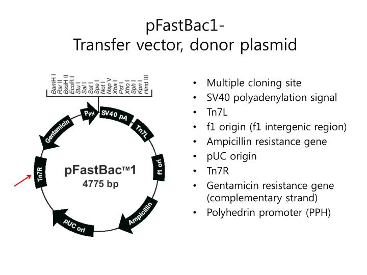 PPT BactoBac expression system PowerPoint Presentation