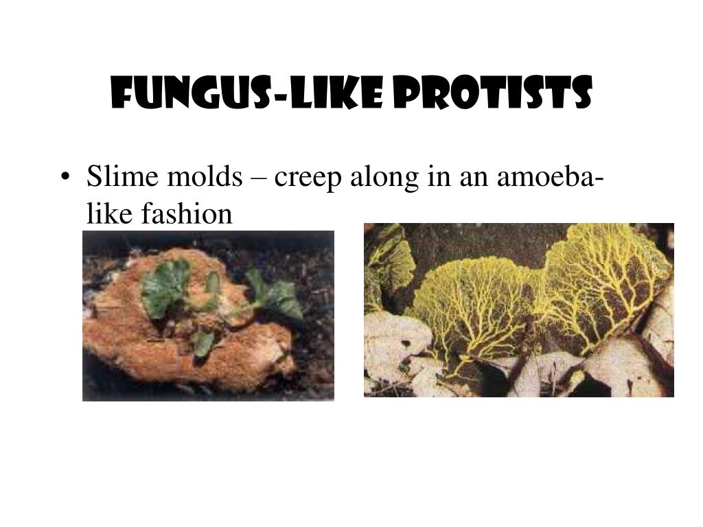 PPT Eukaryotes Unicellular or multicellular Very varied