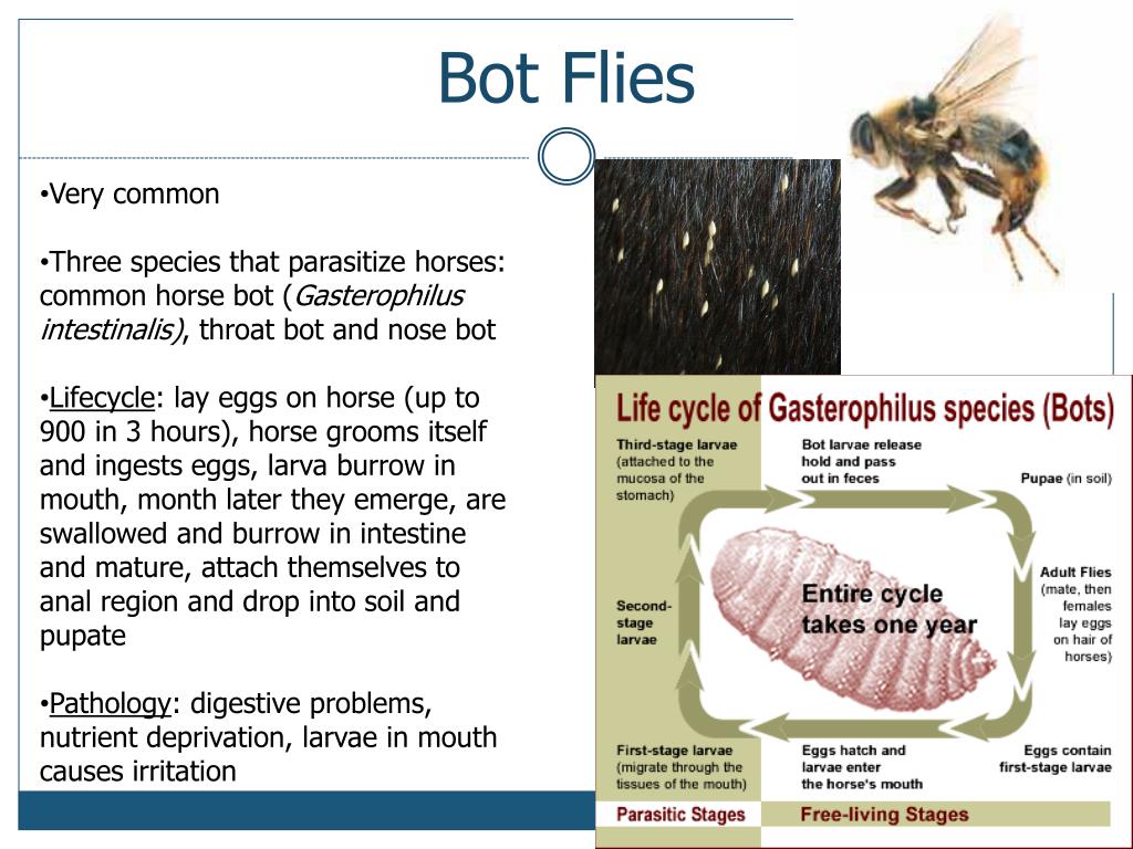 PPT Equine Parasitology PowerPoint Presentation, free download ID