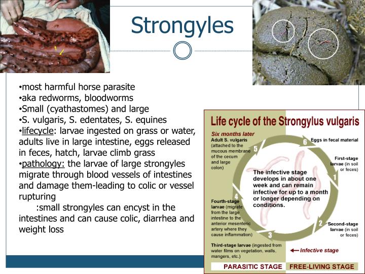 PPT Equine Parasitology PowerPoint Presentation ID1398101