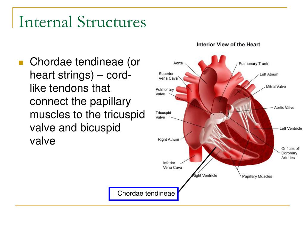 PPT Cardiovascular System PowerPoint Presentation, free download ID