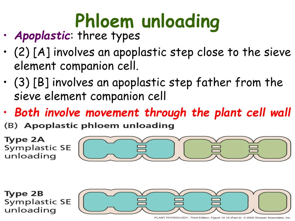 PPT Translocation in the Phloem PowerPoint Presentation, free