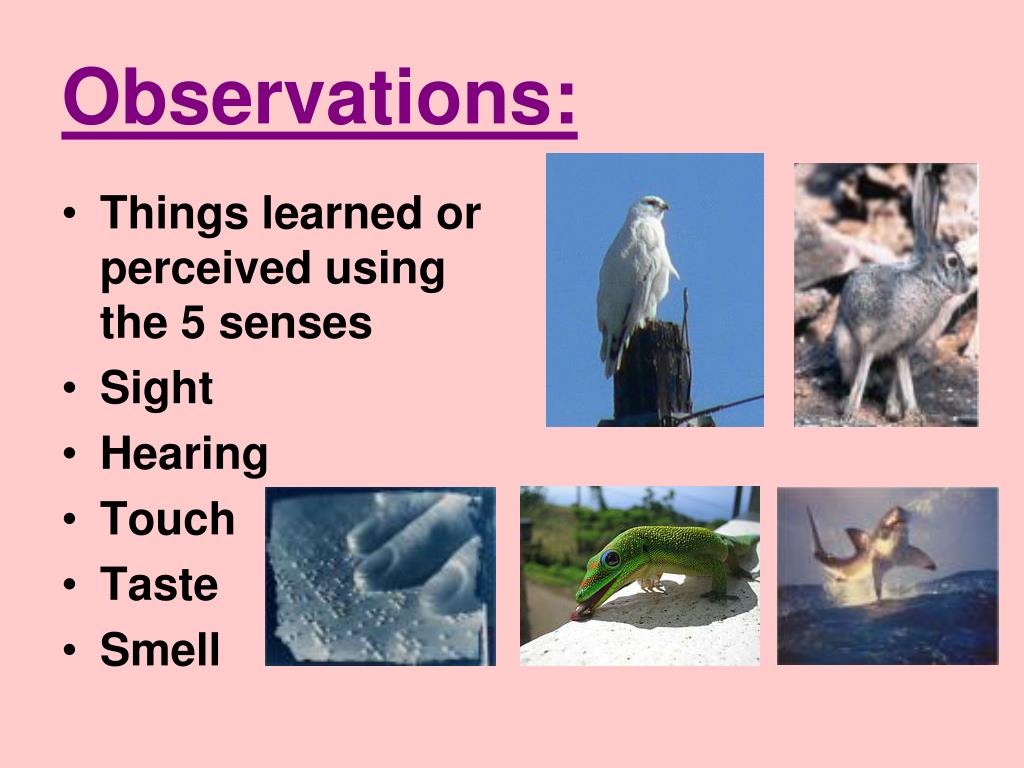 PPT Obscertainer Lab PowerPoint Presentation, free download ID1400169