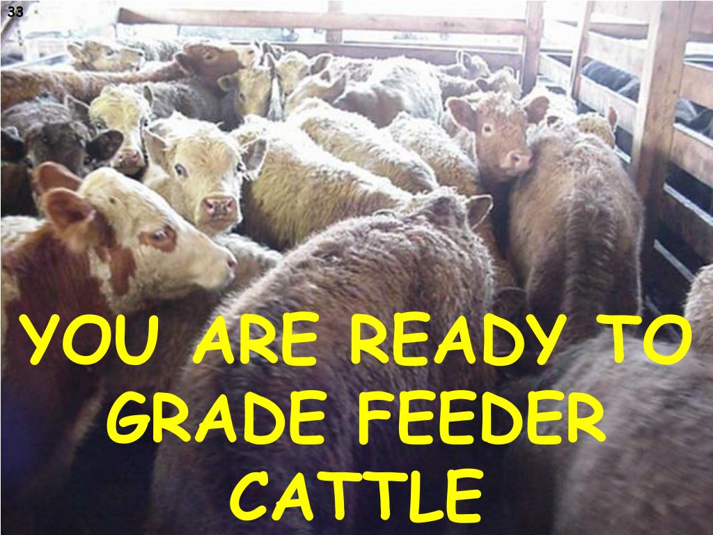PPT GRADING FEEDER CATTLE PowerPoint Presentation, free download ID
