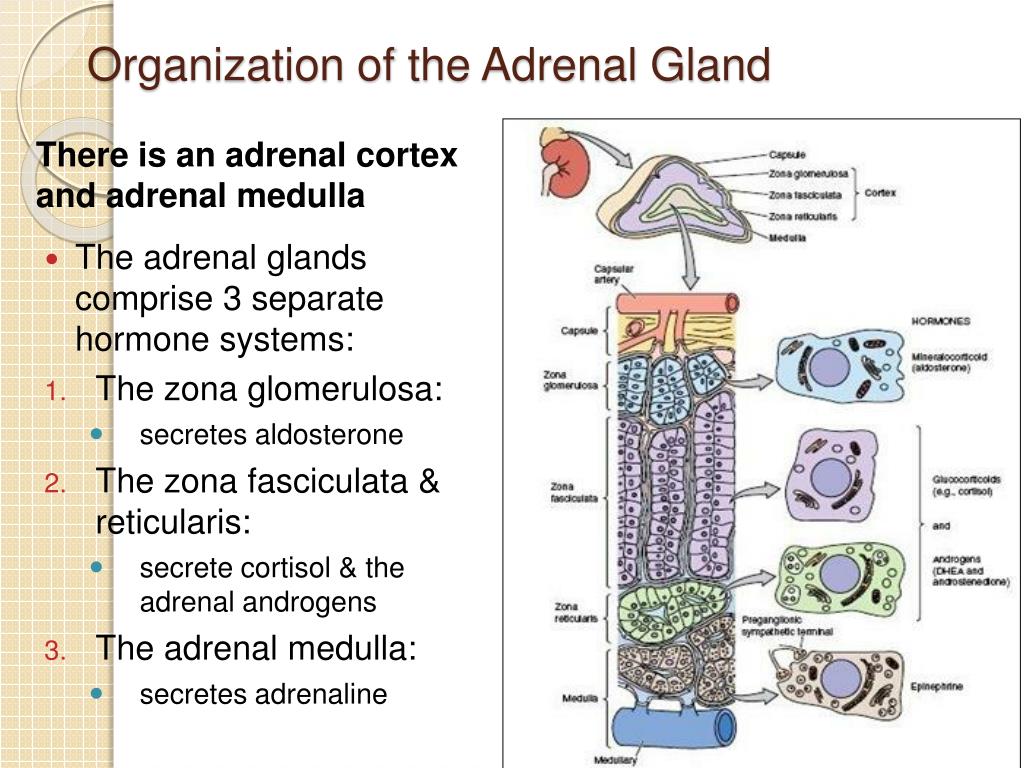 PPT Steroid Hormones,Congenital Adrenal hyperplasia and Testicular