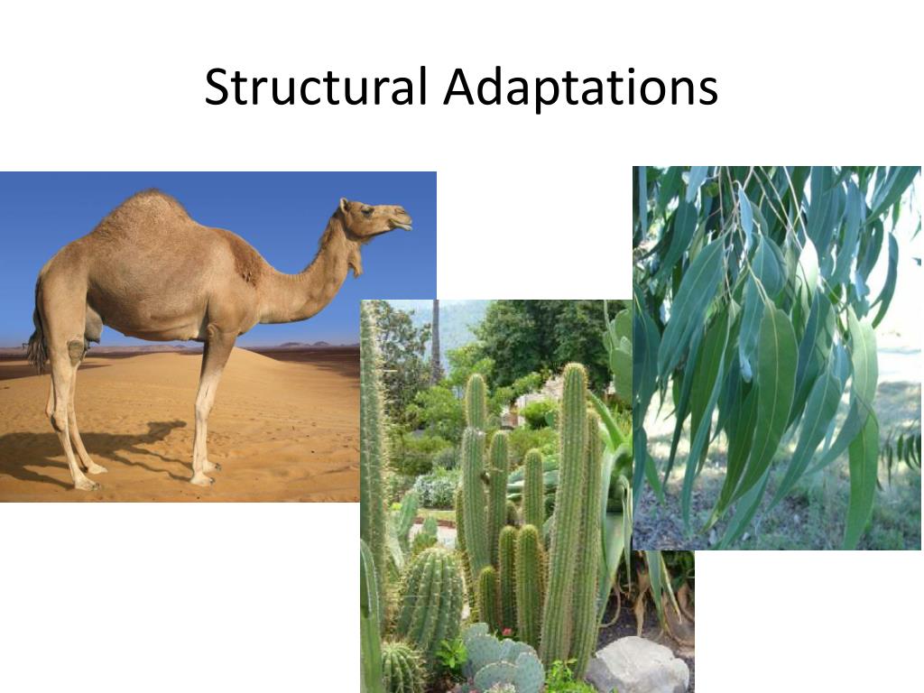 PPT Adaptations for survival 1 PowerPoint Presentation, free download