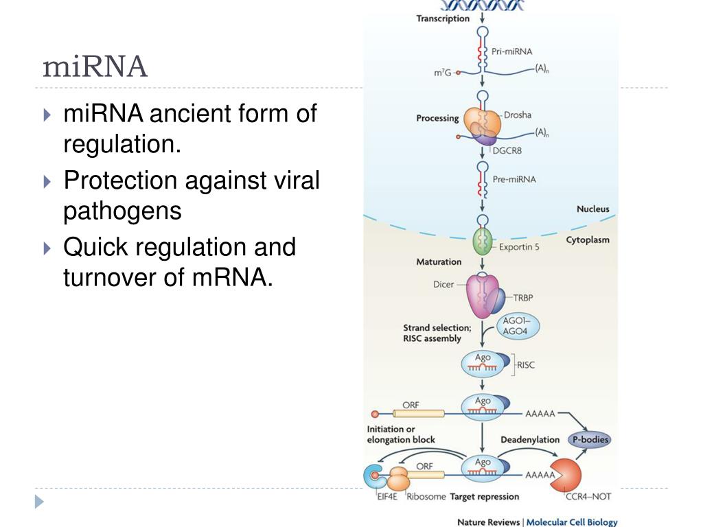 PPT miRNA PowerPoint Presentation, free download ID1402452