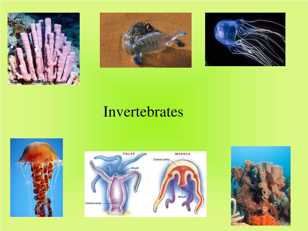 PPT Invertebrates PowerPoint Presentation, free download ID1402723