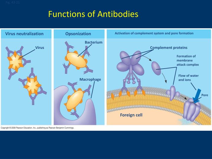 PPT Adaptive Immune Response (Part II) (Antibody mediated Immunity) PowerPoint Presentation