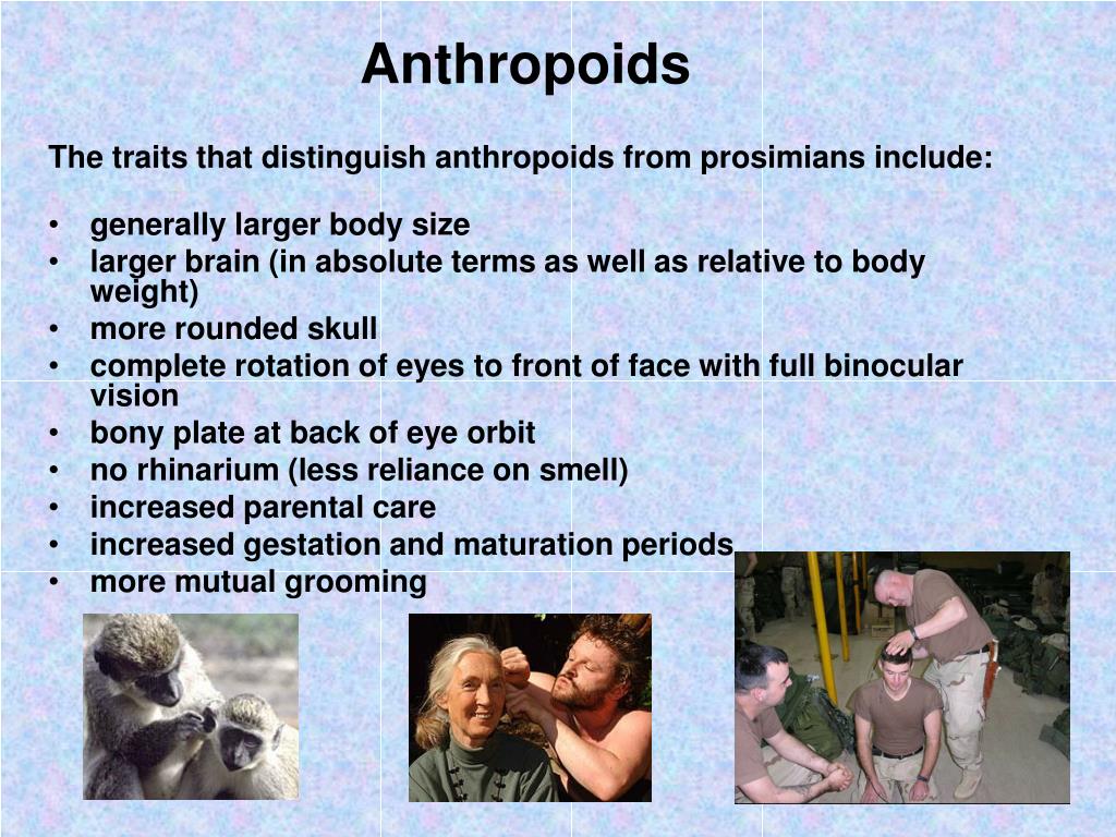 PPT Primate Studies 2 PowerPoint Presentation ID140651