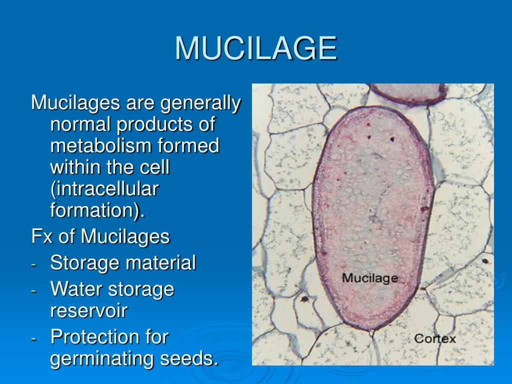 PPT GUMS & MUCILAGE PowerPoint Presentation, free download ID140816
