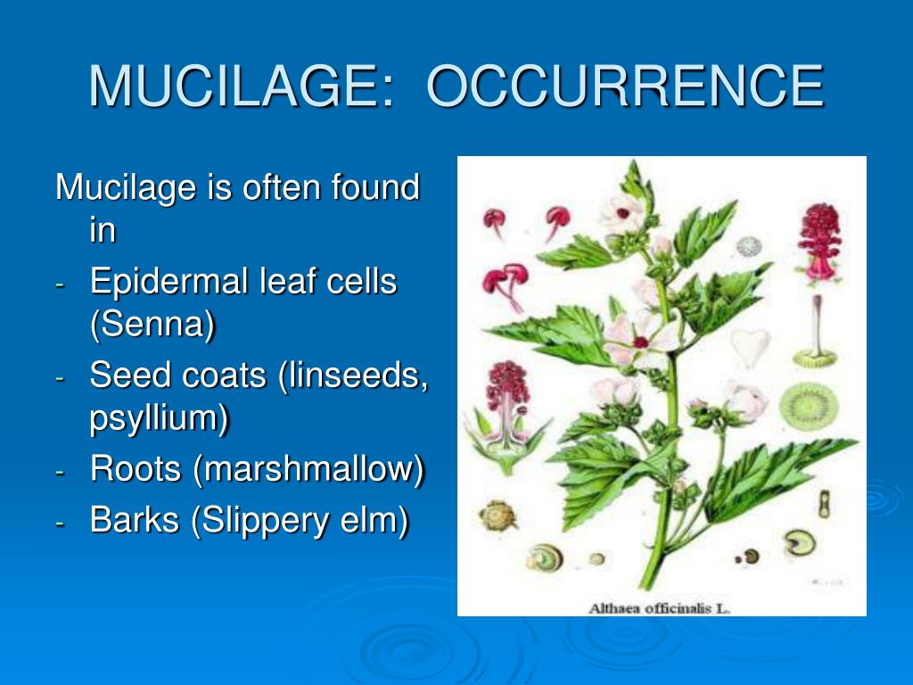 PPT GUMS & MUCILAGE PowerPoint Presentation, free download ID140816