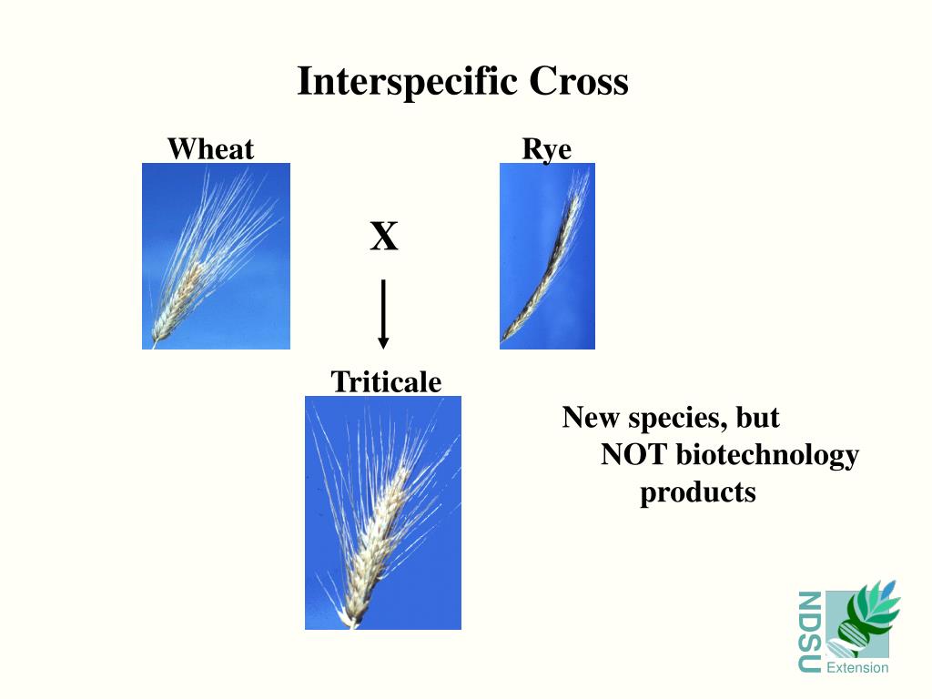 PPT What is Biotechnology? PowerPoint Presentation, free download
