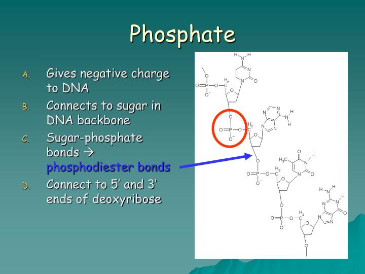 PPT DNA STRUCTURE From “Molecular Biology Made Simple and Fun