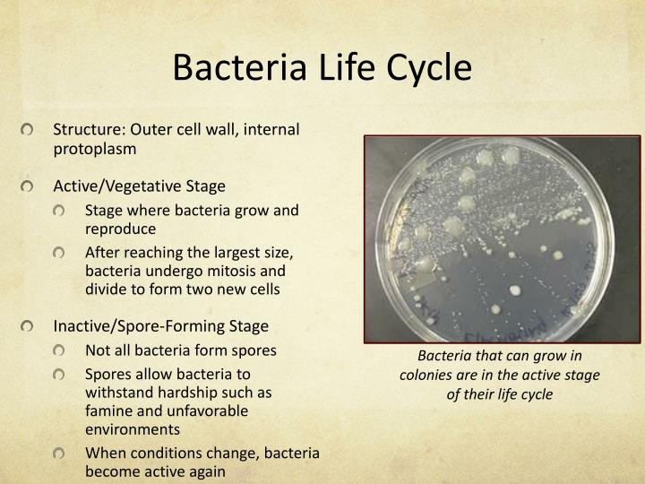 PPT Keeping the Salon Clean Preventing Bacteria, Viruses, and Other