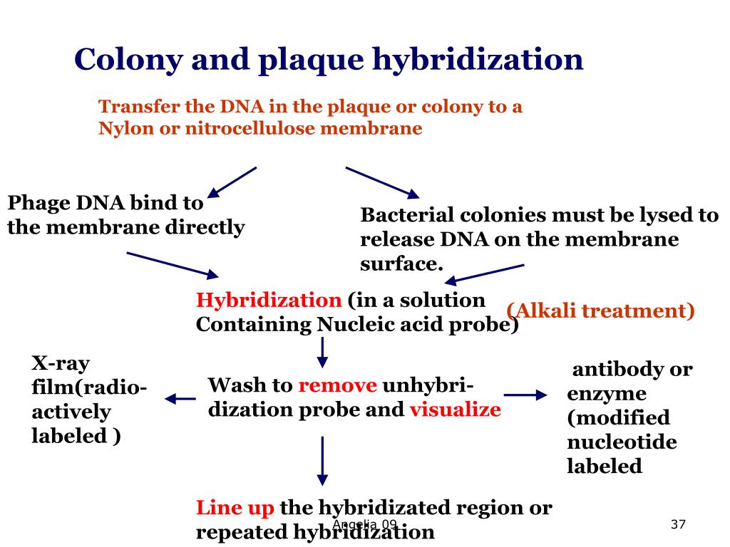 PPT cDNA Library PowerPoint Presentation, free download ID1416088