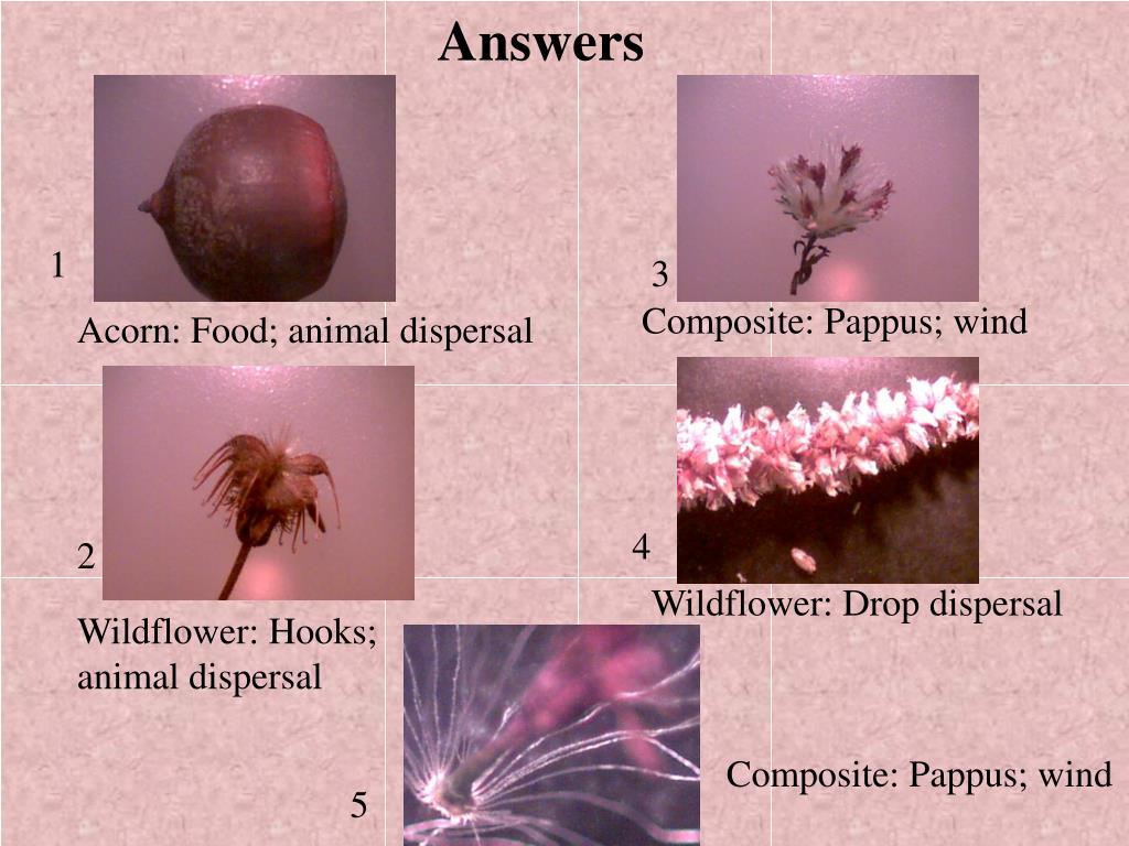 PPT What Adaptations Do Plants Have to Disperse Seeds? PowerPoint