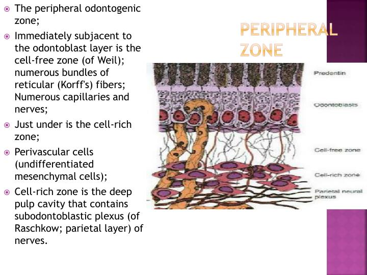 PPT Dental Pulp PowerPoint Presentation ID1424169