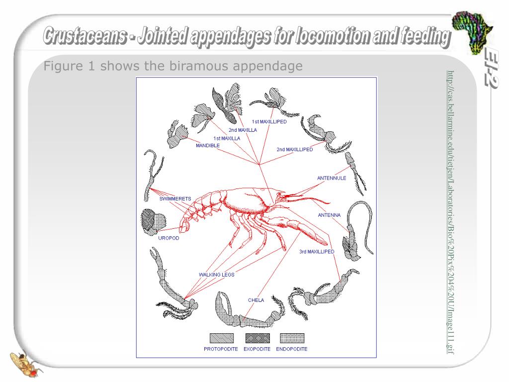 PPT Crustaceans Jointed Appendages for and feeding