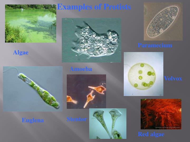 PPT Biotic VS. Abiotic PowerPoint Presentation ID1424875