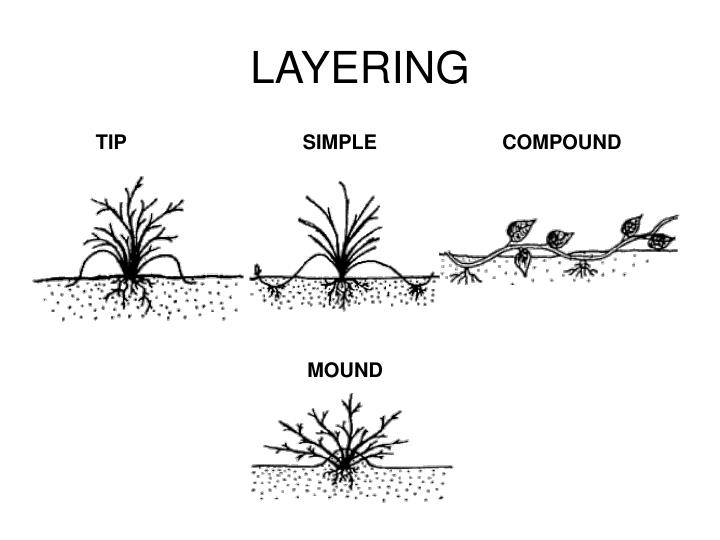 PPT PLANT PROPAGATION ASEXUAL PROPAGATION VEGETATIVE, CLONES