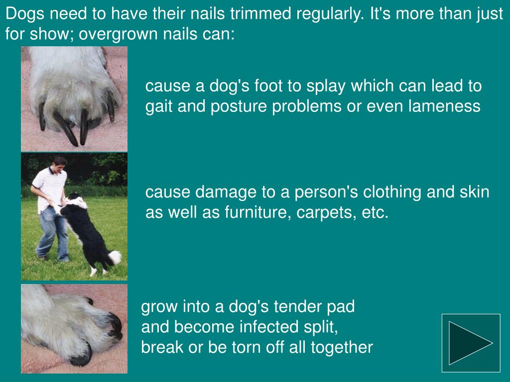 PPT How To Trim A Dog’s Nails PowerPoint Presentation, free download