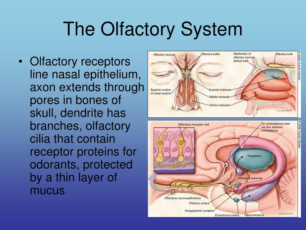 PPT The Effect of Smell on Taste PowerPoint Presentation, free