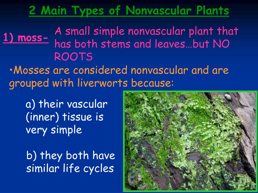 PPT The Plant Kingdom PowerPoint Presentation, free download ID1427778