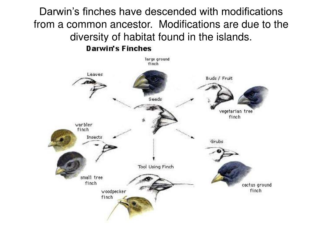 PPT Darwin’s finches have descended with modifications from a common