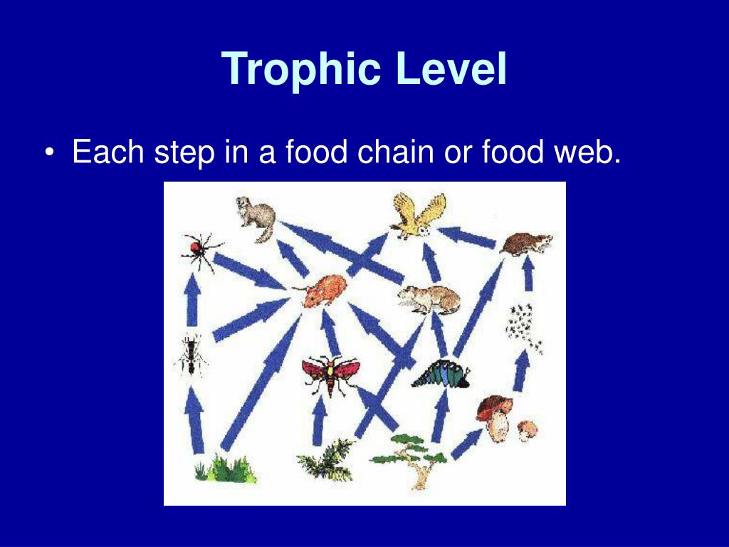 PPT Chapter 3 Topic 4 Trophic levels and Ecological Pyramids