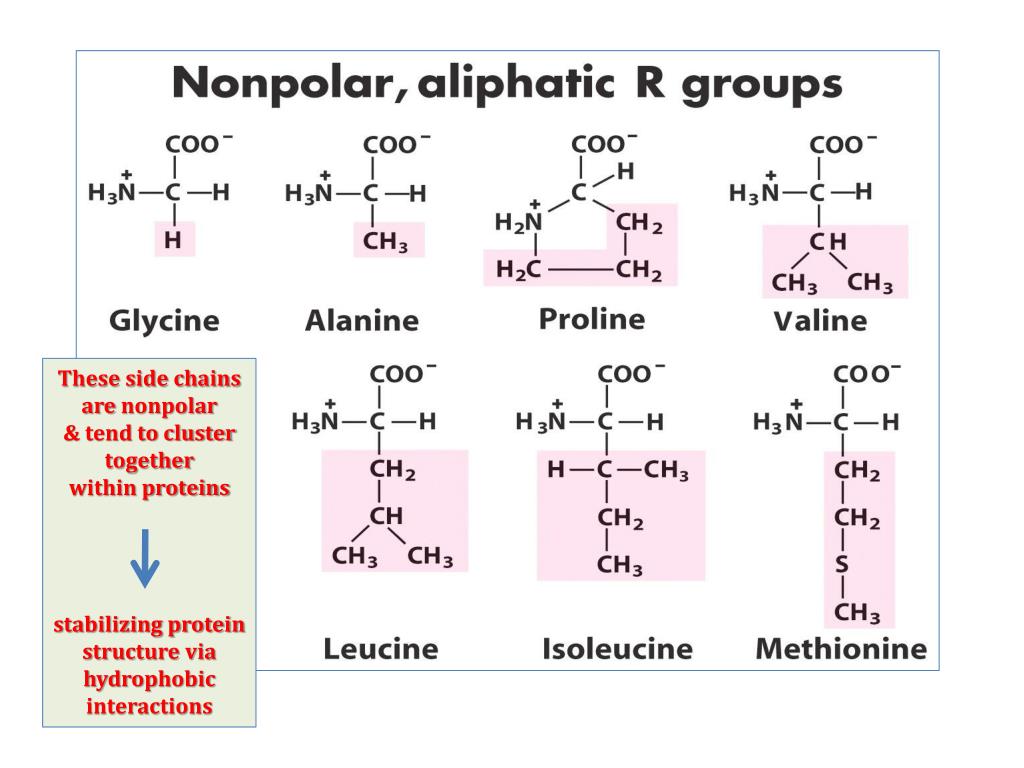 Hydrophobic amino acids in water lasopacentury