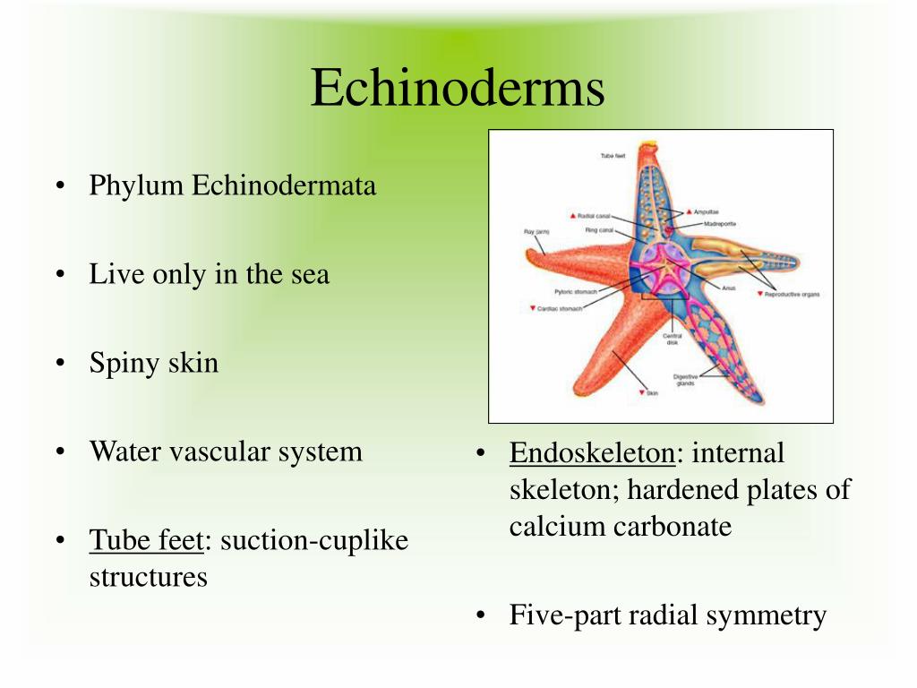 PPT Arthropods and Echinoderms PowerPoint Presentation, free download