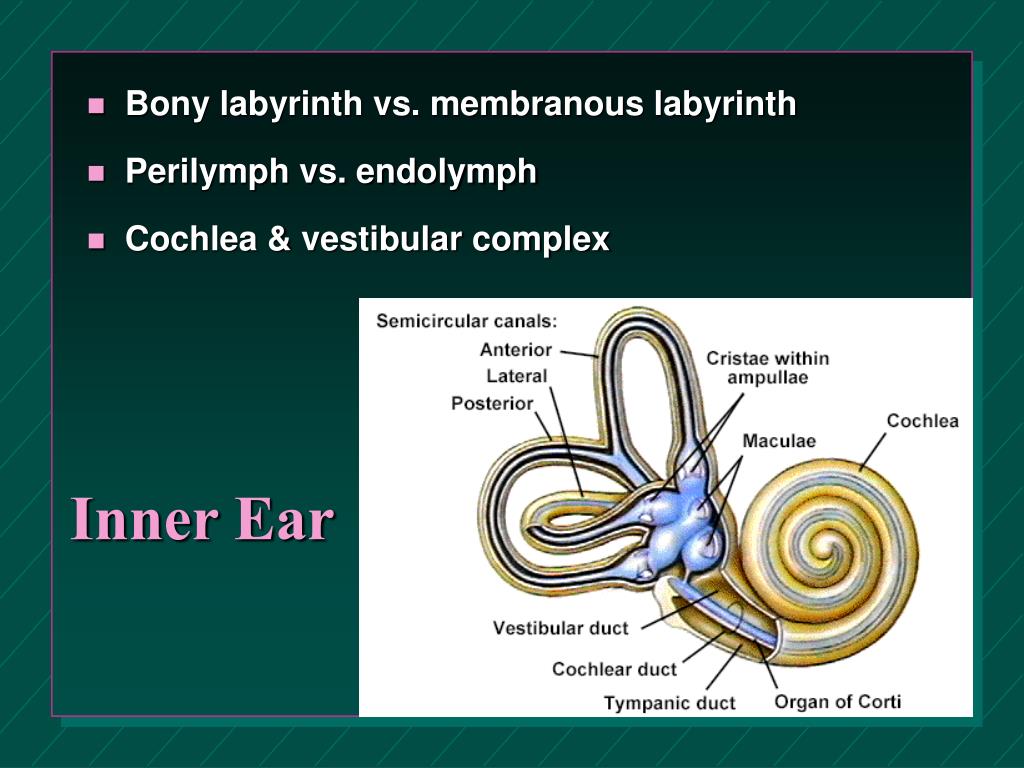 PPT Chapter 18 General & Special Senses PowerPoint Presentation ID143025